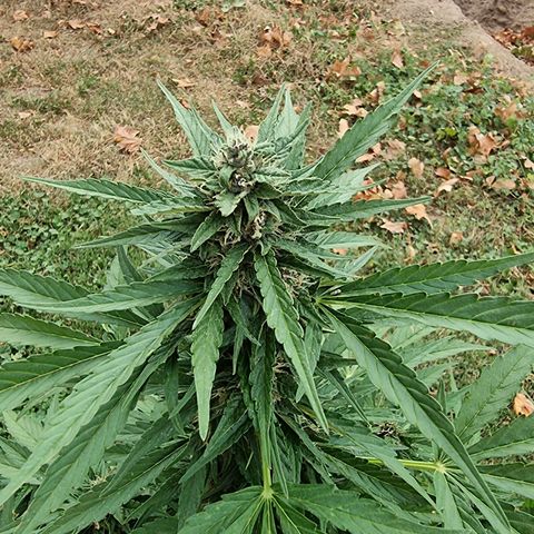 White Widow CBD (Outdoors) growlog timeline photo