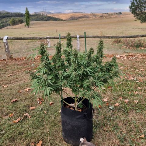 White Widow CBD (Outdoors) growlog timeline photo