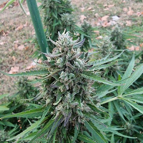 White Widow CBD (Outdoors) growlog timeline photo