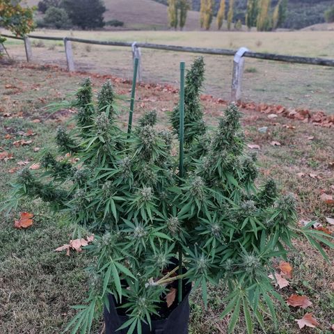 White Widow CBD (Outdoors) growlog timeline photo