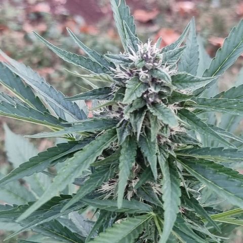 White Widow CBD (Outdoors) growlog timeline photo
