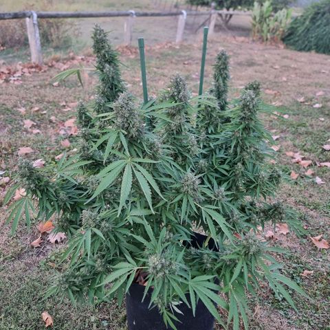 White Widow CBD (Outdoors) growlog timeline photo