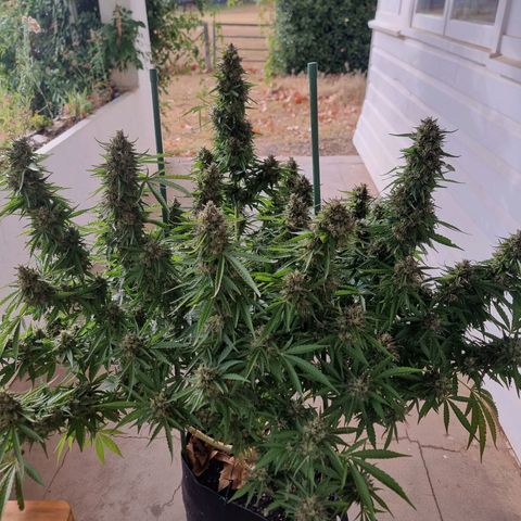 White Widow CBD (Outdoors) growlog timeline photo
