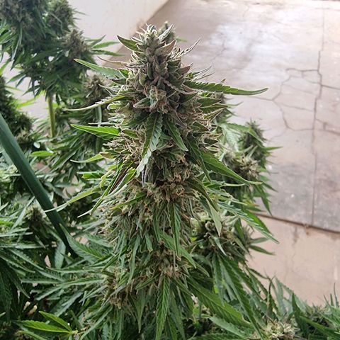 White Widow CBD (Outdoors) growlog timeline photo