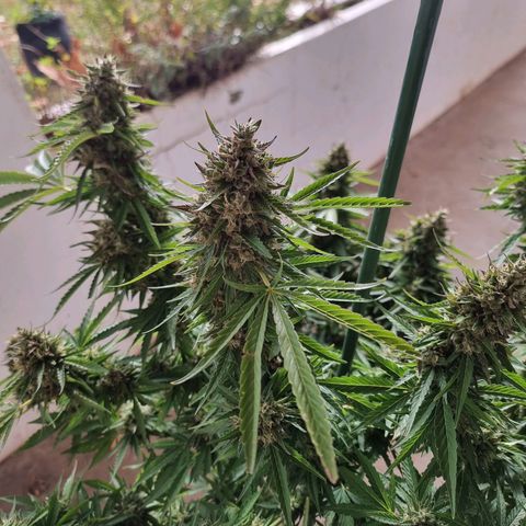 White Widow CBD (Outdoors) growlog timeline photo