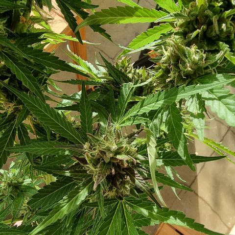 White Widow CBD (Outdoors) growlog timeline photo