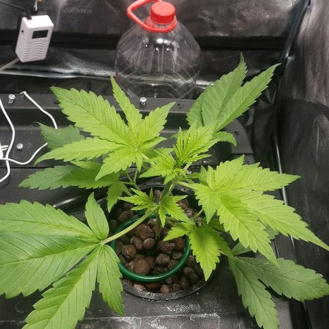 Blue Dream Matic growlog timeline photo