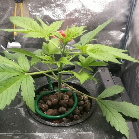 Blue Dream Matic growlog timeline photo