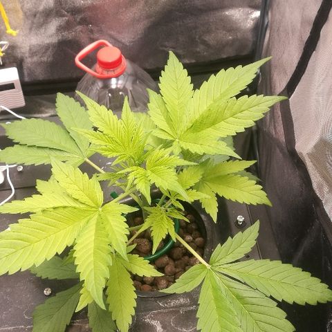 Blue Dream Matic growlog timeline photo