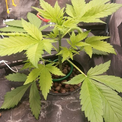 Blue Dream Matic growlog timeline photo
