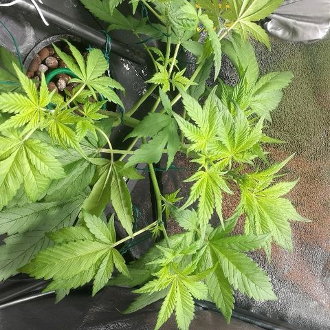 Blue Dream Matic growlog timeline photo