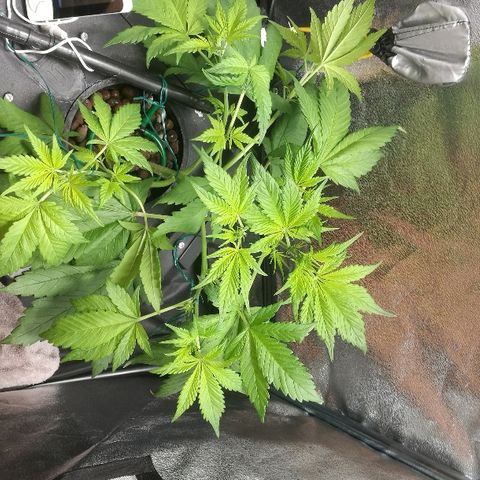 Blue Dream Matic growlog timeline photo