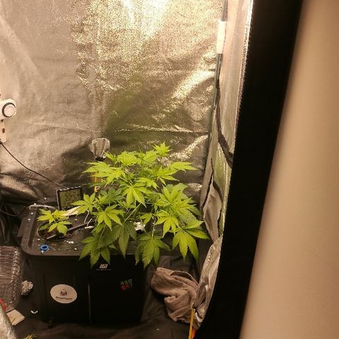 Blue Dream Matic growlog timeline photo