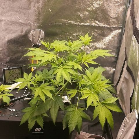 Blue Dream Matic growlog timeline photo