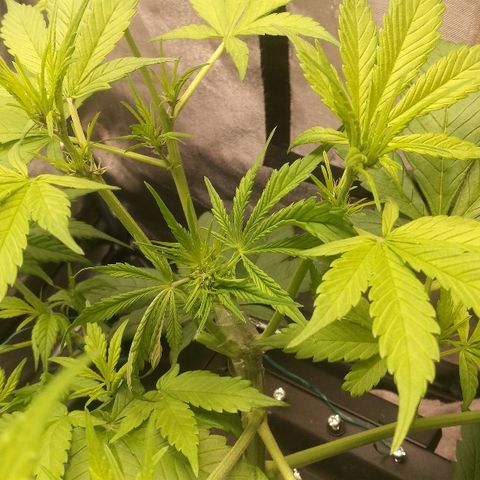 Blue Dream Matic growlog timeline photo