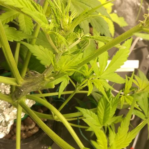 Blue Dream Matic growlog timeline photo