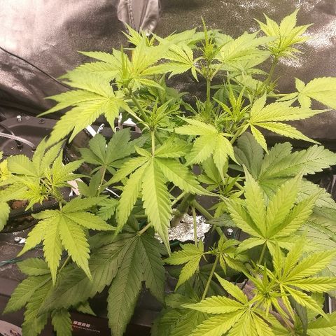 Blue Dream Matic growlog timeline photo