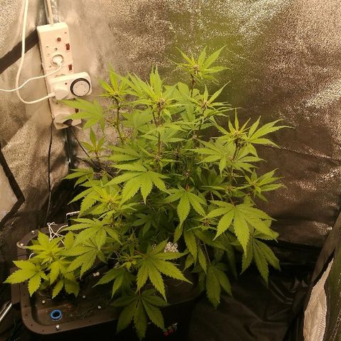 Blue Dream Matic growlog timeline photo