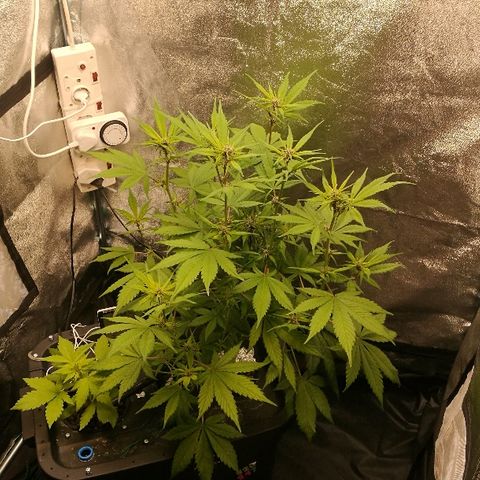 Blue Dream Matic growlog timeline photo