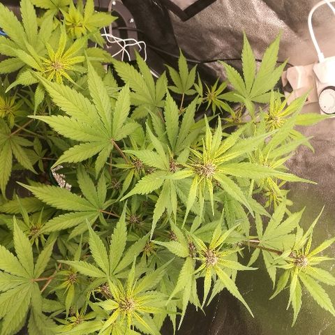 Blue Dream Matic growlog timeline photo