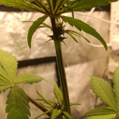 Blue Dream Matic growlog timeline photo