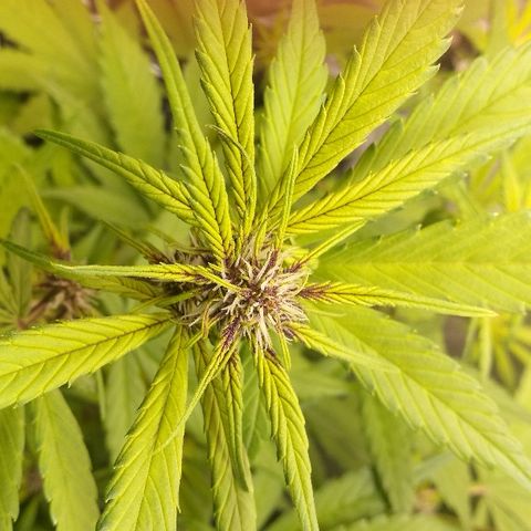 Blue Dream Matic growlog timeline photo