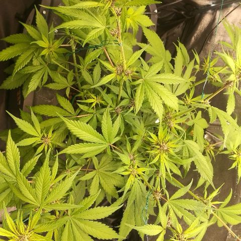 Blue Dream Matic growlog timeline photo
