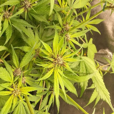 Blue Dream Matic growlog timeline photo