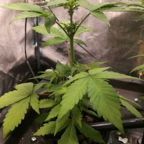Blue Dream Matic growlog timeline photo
