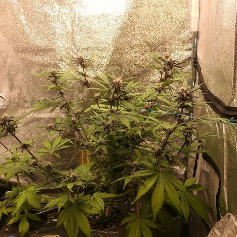 Blue Dream Matic growlog timeline photo