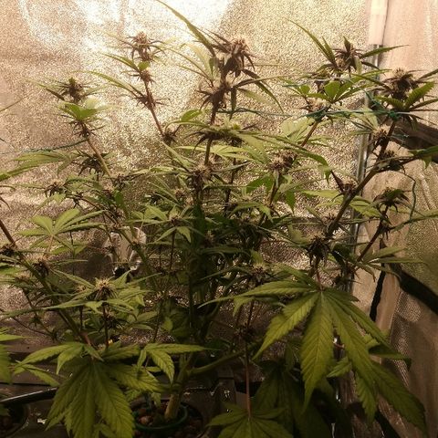 Blue Dream Matic growlog timeline photo