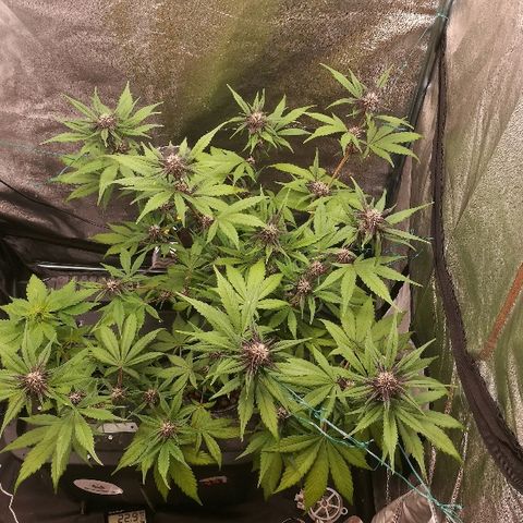 Blue Dream Matic growlog timeline photo