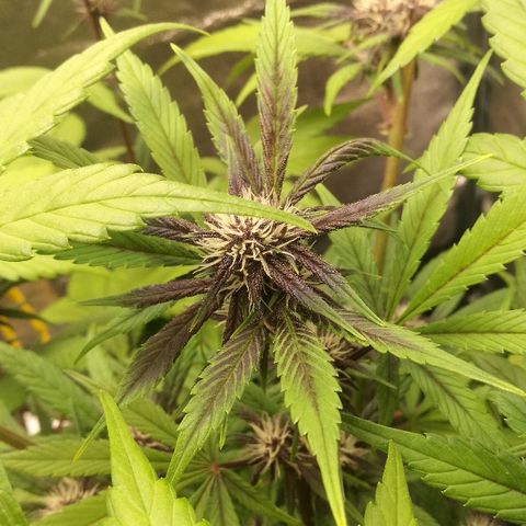 Blue Dream Matic growlog timeline photo