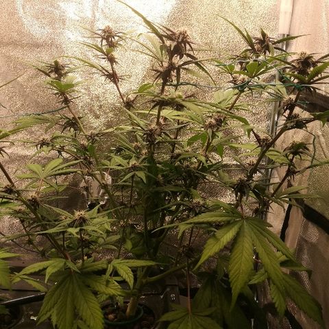 Blue Dream Matic growlog timeline photo
