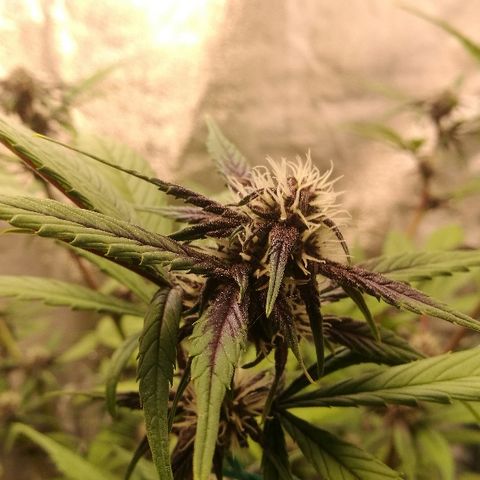 Blue Dream Matic growlog timeline photo