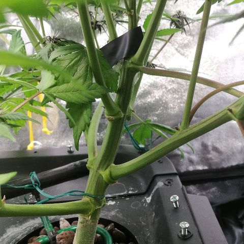 Blue Dream Matic growlog timeline photo