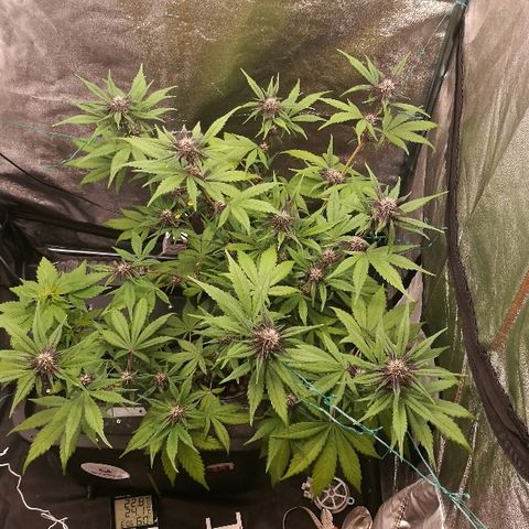 Blue Dream Matic growlog timeline photo