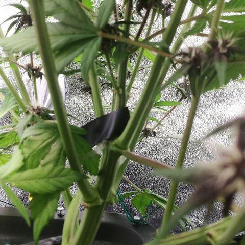 Blue Dream Matic growlog timeline photo