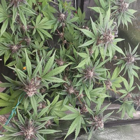 Blue Dream Matic growlog timeline photo
