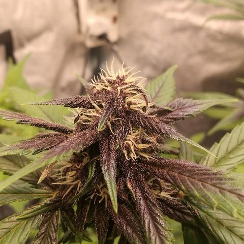Blue Dream Matic growlog timeline photo