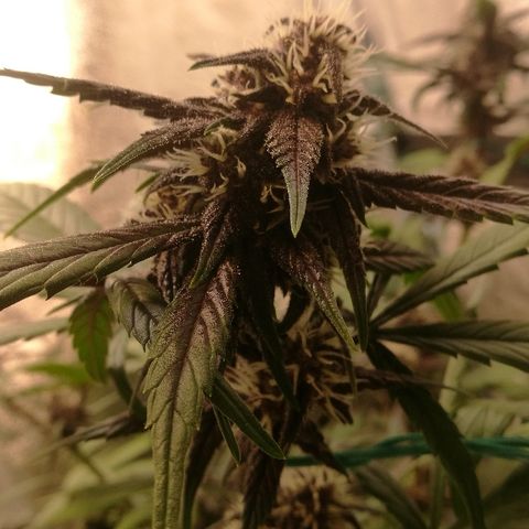 Blue Dream Matic growlog timeline photo