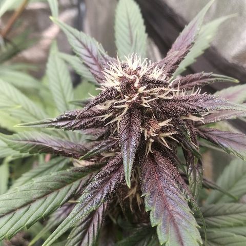 Blue Dream Matic growlog timeline photo