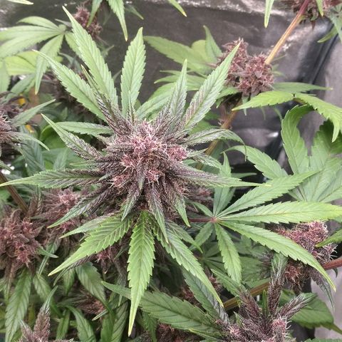 Blue Dream Matic growlog timeline photo