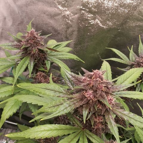 Blue Dream Matic growlog timeline photo