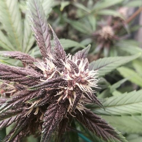 Blue Dream Matic growlog timeline photo