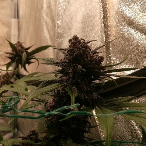 Blue Dream Matic growlog timeline photo