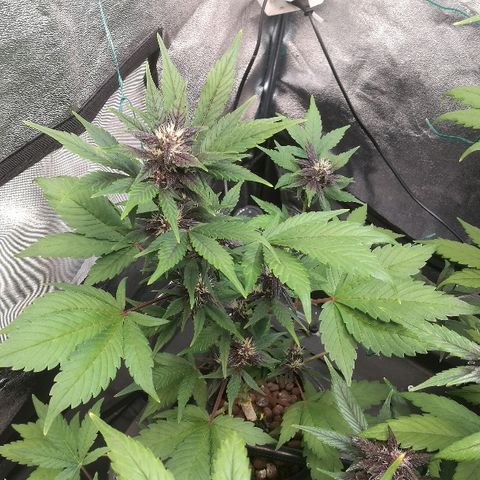 Blue Dream Matic growlog timeline photo