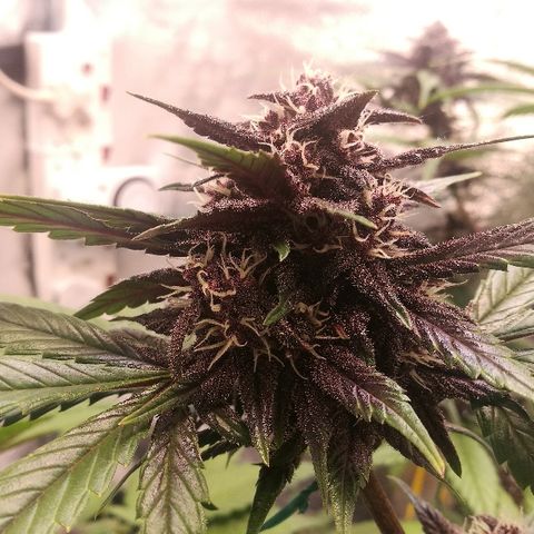 Blue Dream Matic growlog timeline photo