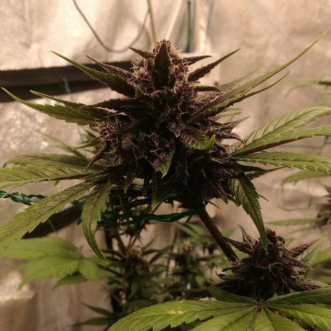 Blue Dream Matic growlog timeline photo