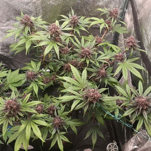 Blue Dream Matic growlog timeline photo